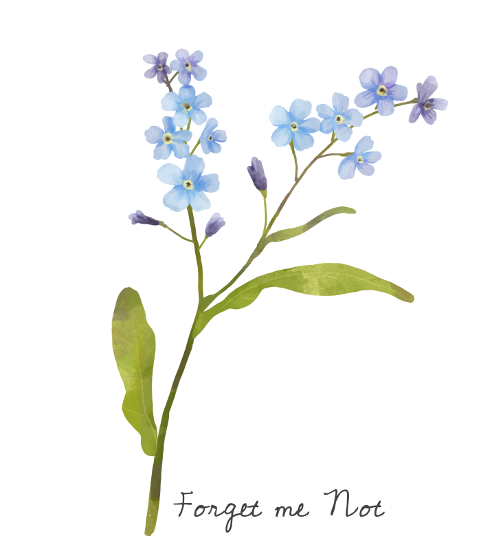 Forget-me-not Flower - Symbolising Grandparents Day