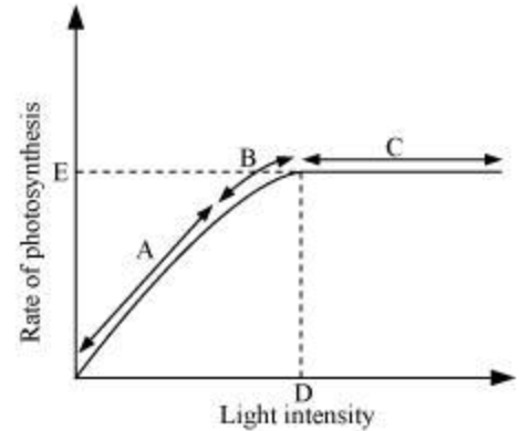 Graph of Light intensity on Rate of Photosynthesis