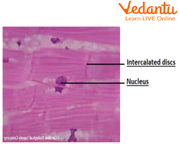 Cardiac Muscle