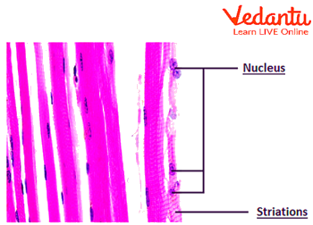 Skeletal muscle