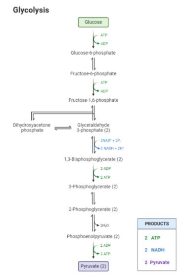 glycolysis