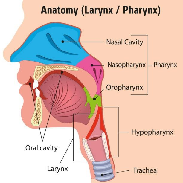 Pharynx