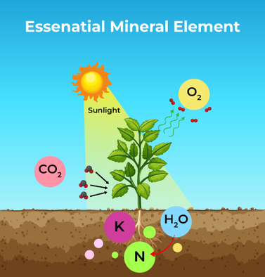 Mineral Elements