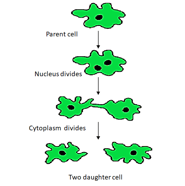 Binary Fission in Amoeba