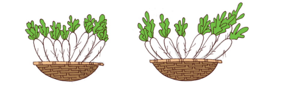 radishes