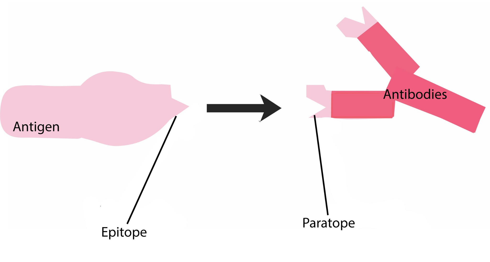 antigen-antibody reaction example