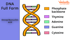 DNA Structure