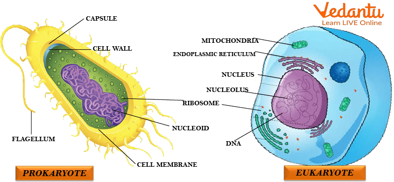 Prokaryotic and Eukaryotic <a href='https://www.vedantu.com/biology/cell'>Cell</a> Diagram