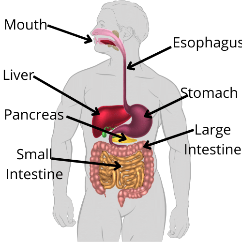 Digestive System