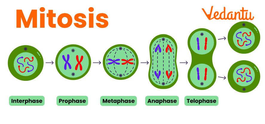 Mitosis Stages