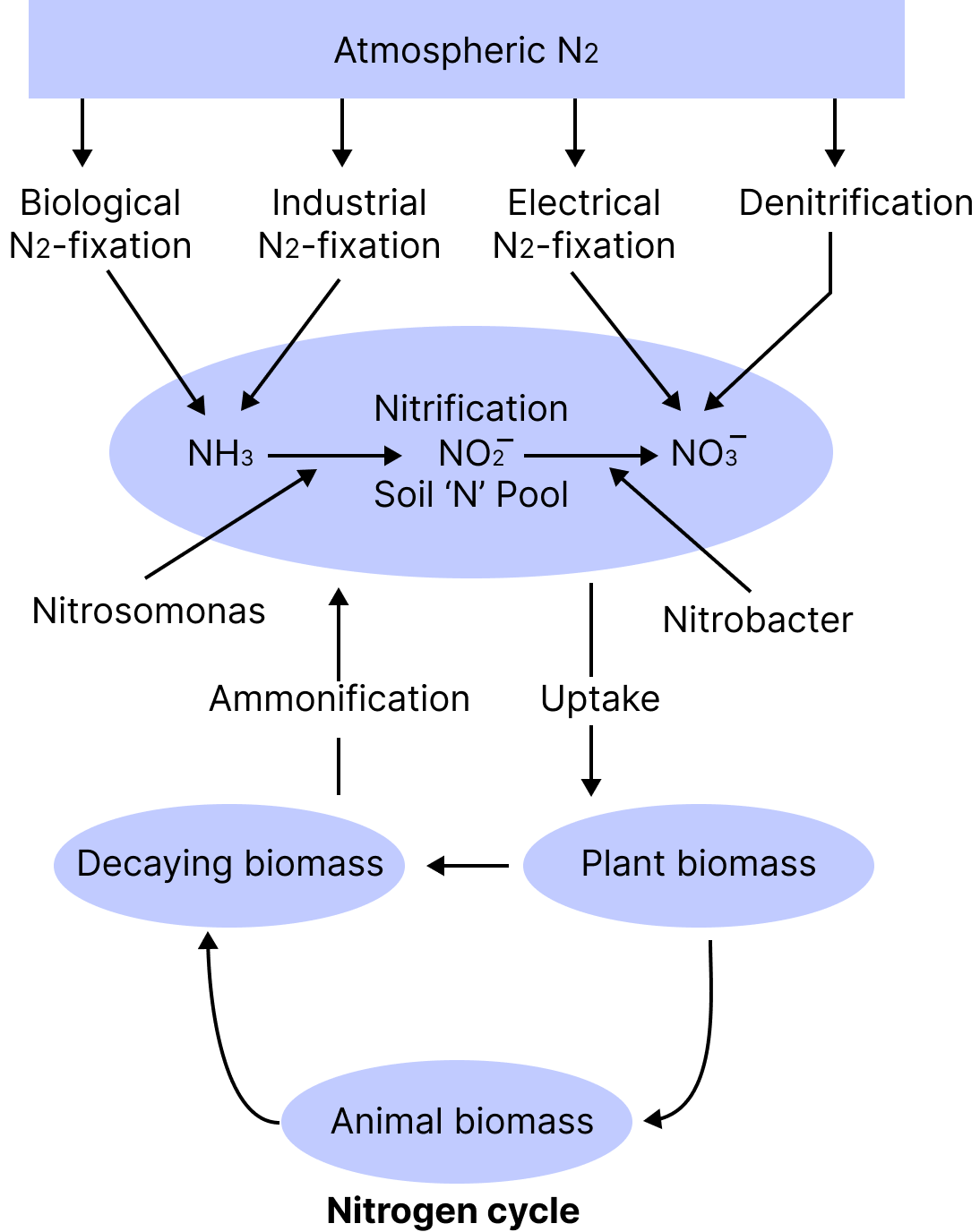 Nitrogen Cycle