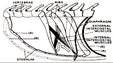 Mechanism of Breathing - (A) Inhalation (B) Exhalation