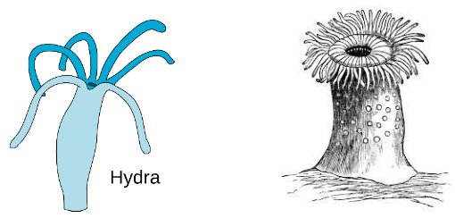 Hydra and Sea Anemone