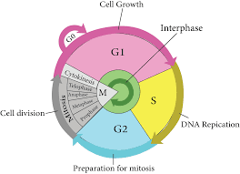 Cell Cycle