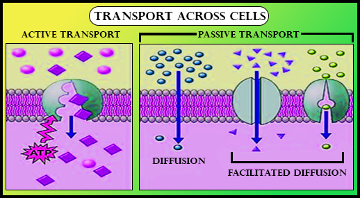 active and passive transport diagram