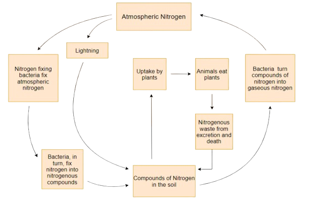 Nitrogen Cycle