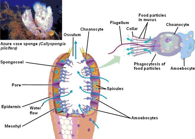 Choanocytes