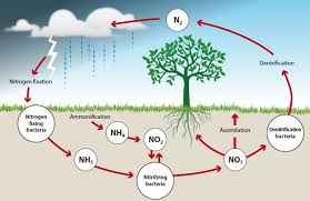 Phosphorous Cycle