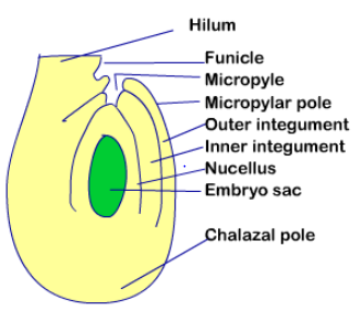 female reproductive unit of a flower