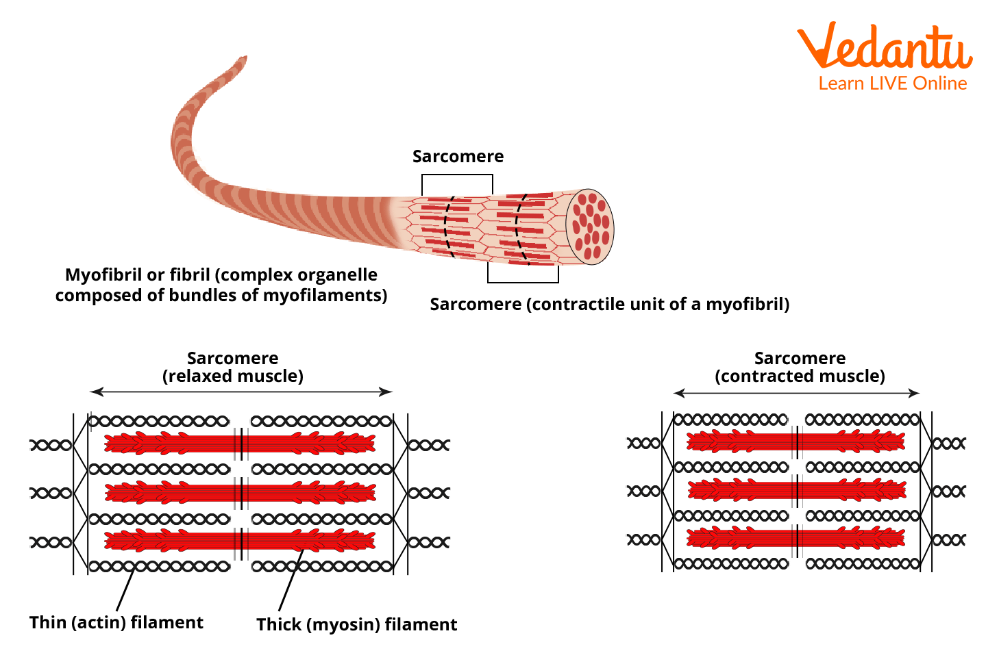 Mechanism Of Muscle Contraction And Relaxation Important Concepts And 