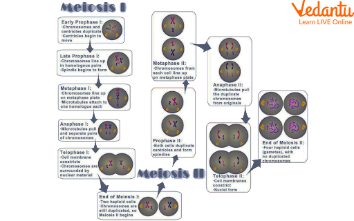 Stages of meiosis