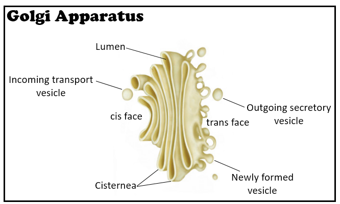 Golgi apparatus diagram