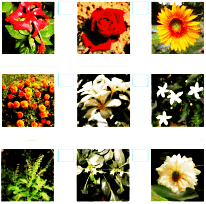 Pictures of flower