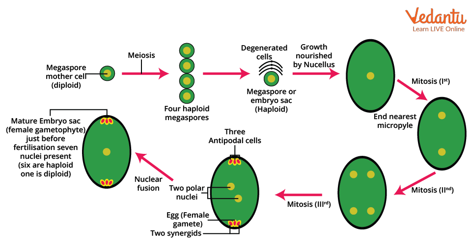 microsporogenesis diagram