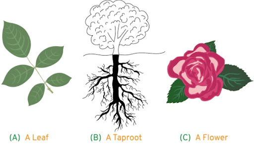 (A) leaf (B) main root (C) flower