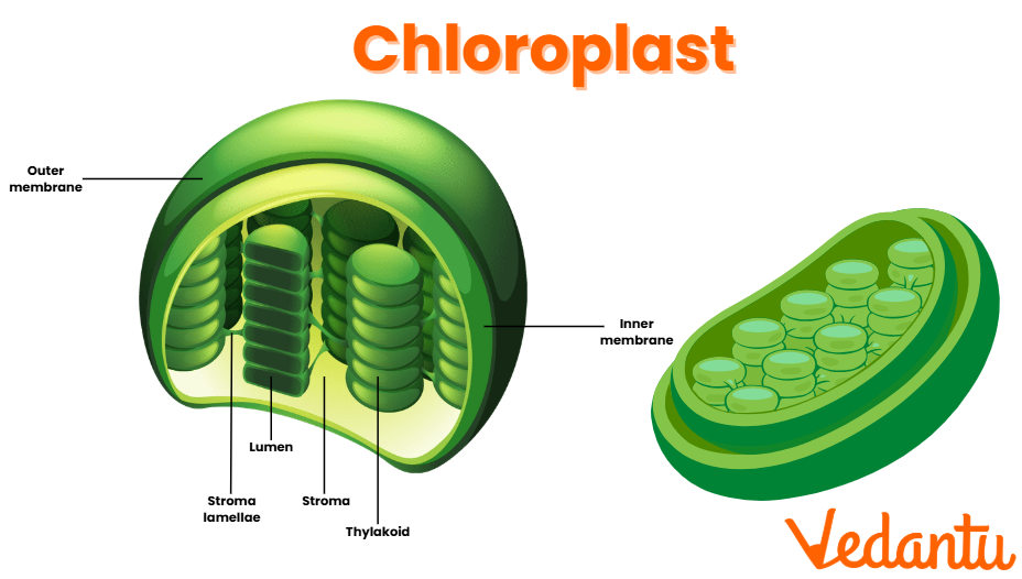 Chloroplast