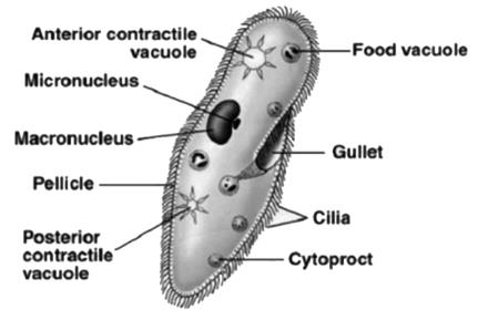 Paramecium