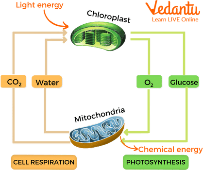 difference between photosynthesis and respiration