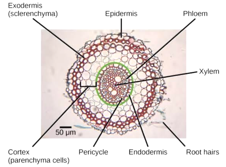 Dicot root