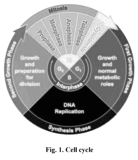 CELL CYCLE