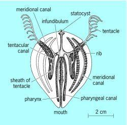 Reproductive System for Ctenophora