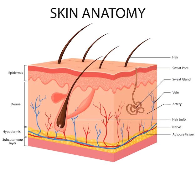 Structure of Skin