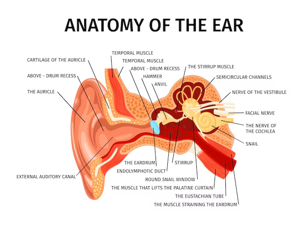 structure of the ear