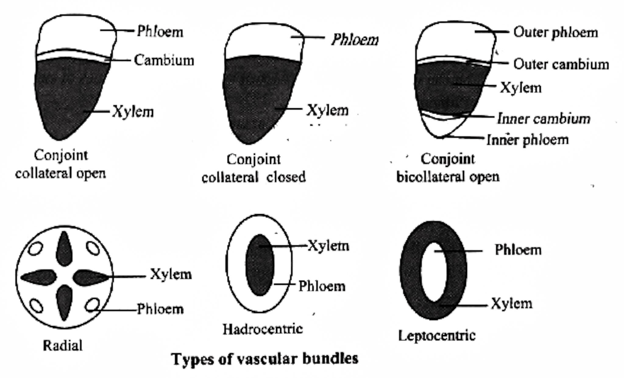 Various types of vascular bundles