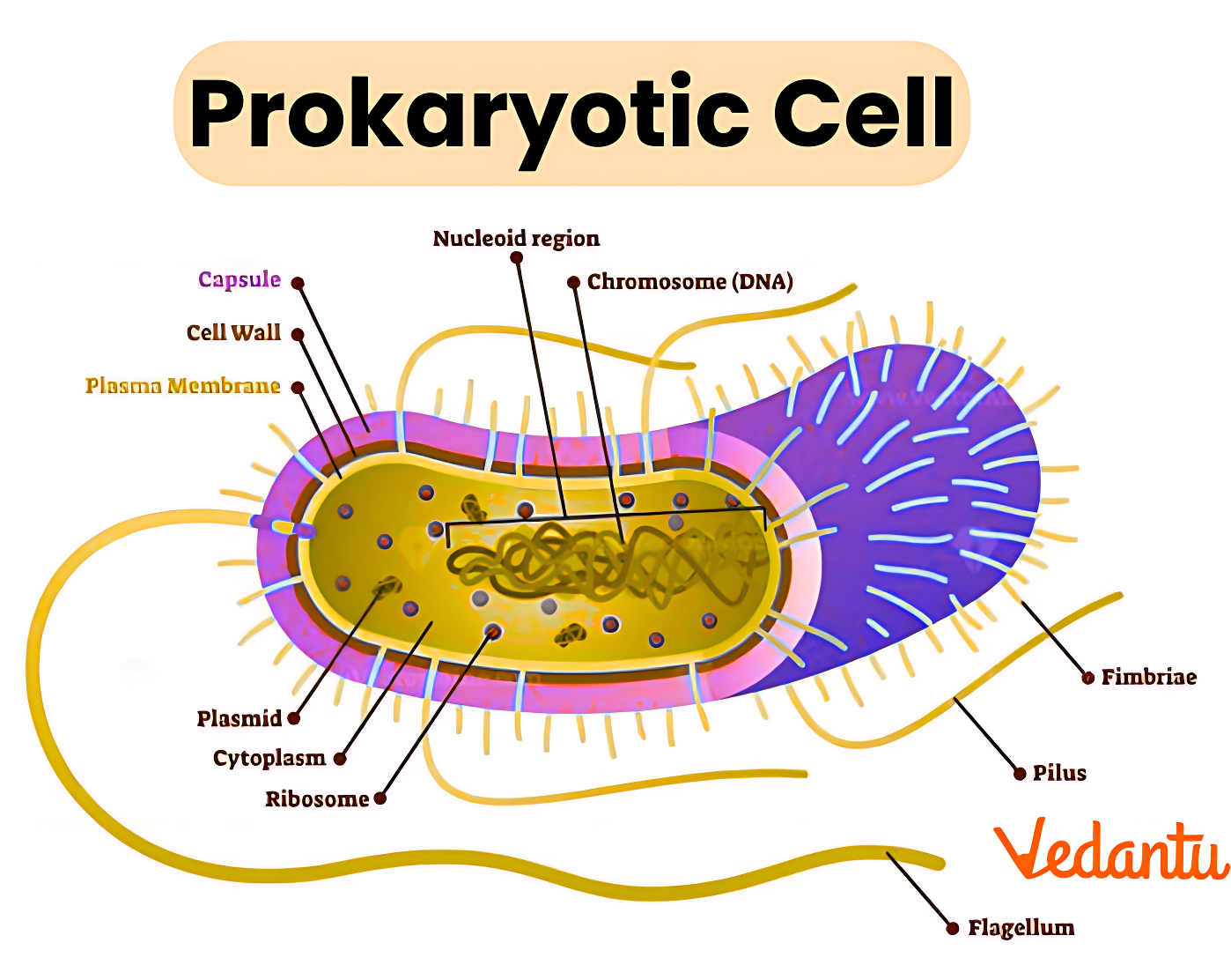 Prokaryotic Cell Diagram