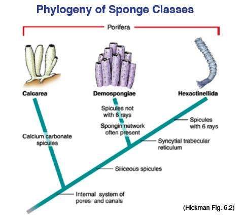 Phylogeny of Sponge Classes