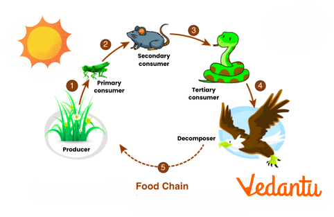 Food Chain diagram