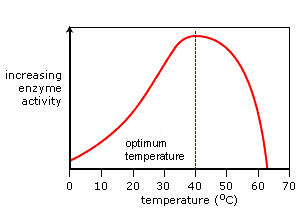 Enzymes Work Most Excellent At Their Optimal pH