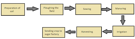 Sugarcane Crop Production
