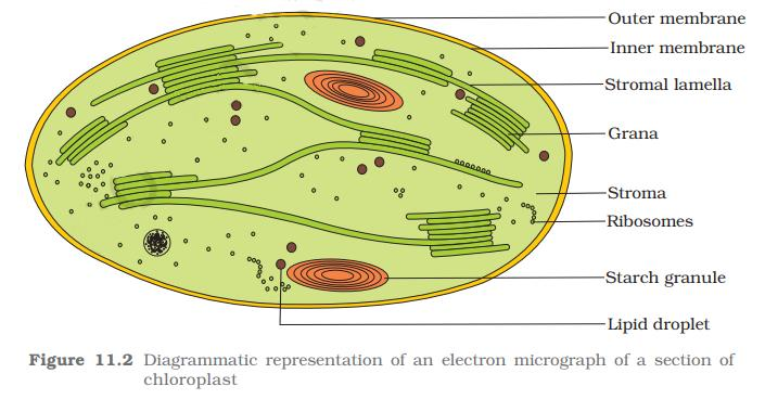 Pigments Involved in Photosynthesis