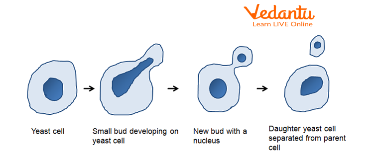 Budding in yeast