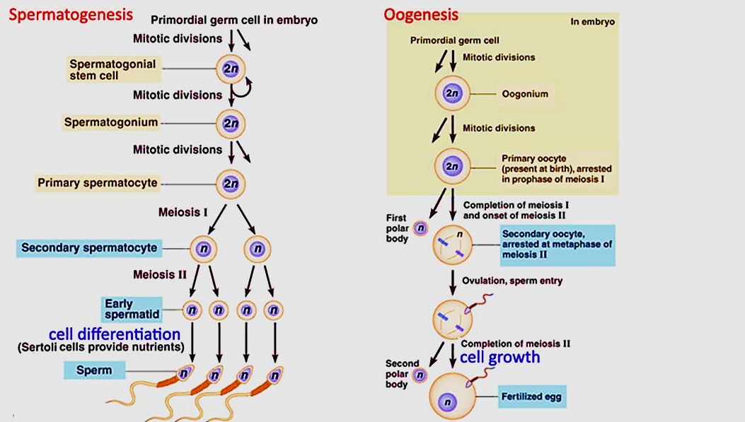 difference between spermatogenesis and oogenesis