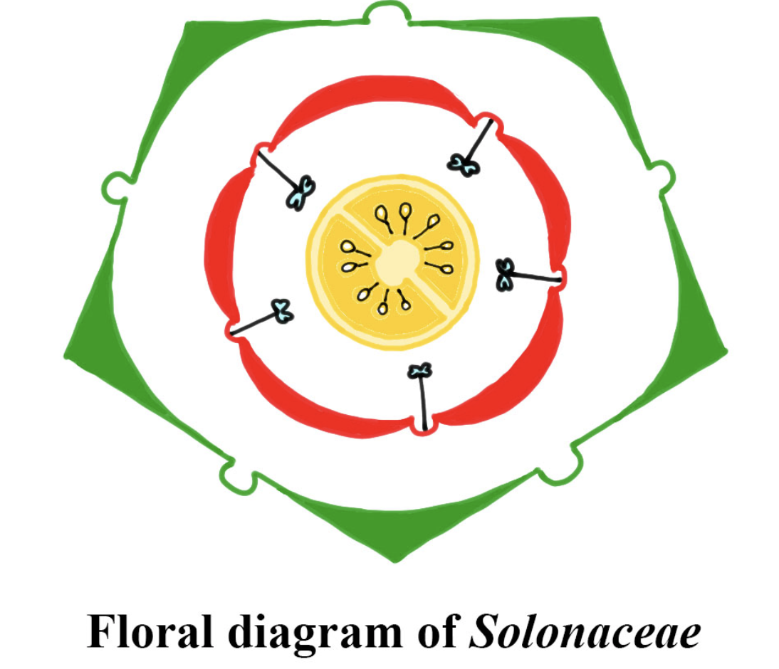 Solonaceae Family Diagram