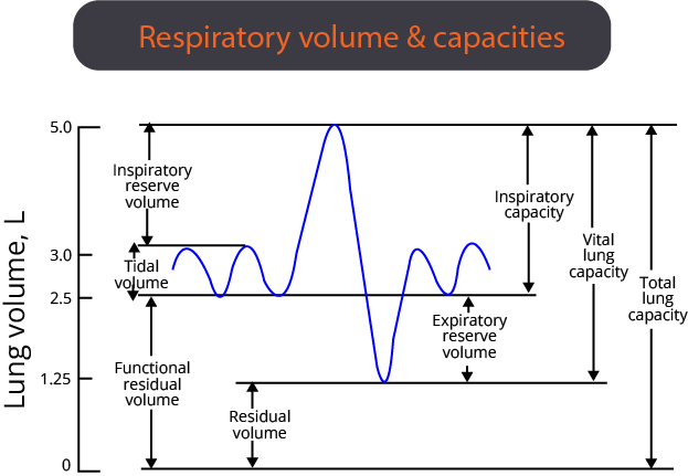 Respiratory Volume and Capacities