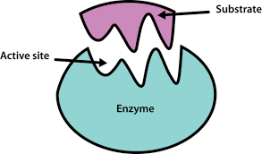 Properties of enzymes