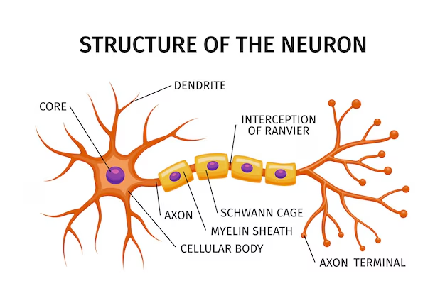 Structure of Neuron